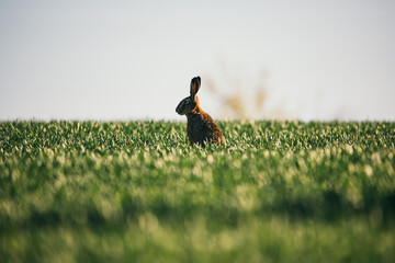 The European hare in the middle of a meadow, green flowering grass, green background. Brown hare in...