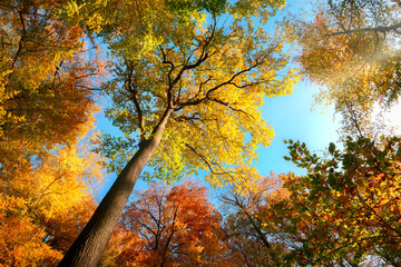 Upwards view in a forest, the colorful tree canopy with autumn foliage colors and blue sky