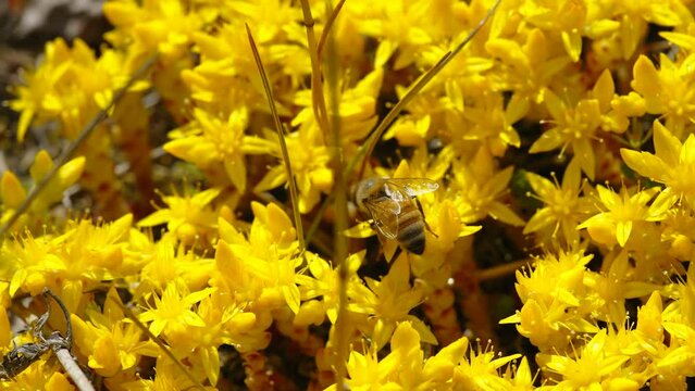 The crawling brown bee on the yellow lychens on the forest ground in Estonia