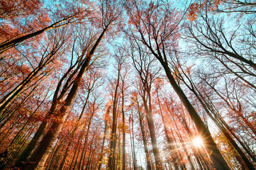 Wide angle forest shot with the sun and the blue sky behind the autumnal red foliage of tall...