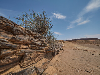 Petrified tree in the arid region of Damaraland Namibia