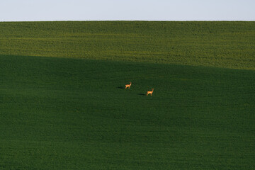 Moravia, Green Fields with roe deers