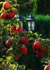 apples in the garden