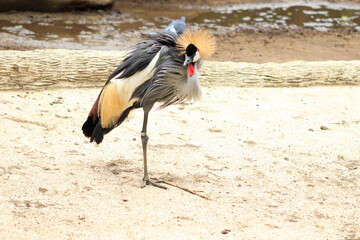 grey crowned crane