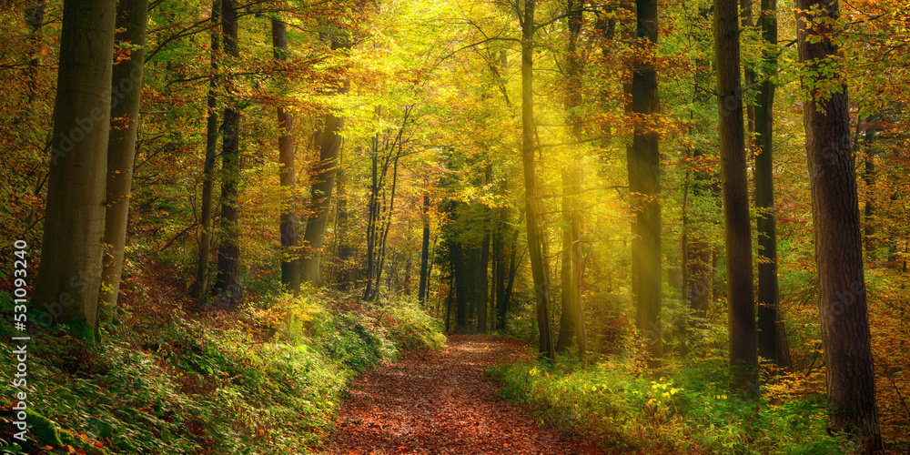 Wall mural rays of light illuminating a footpath in a misty autumn forest and creating a natural arch, a tranqu