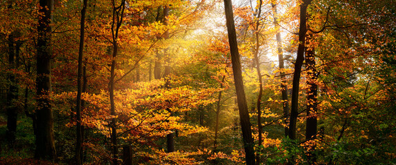 Nature panorama with rays of sunlight illuminating yellow autumn foliage of deciduous trees in a...