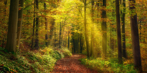 Rays of light illuminating a footpath in a misty autumn forest and creating a natural arch, a tranquil panoramic landscape