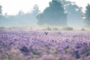 Purple field in the fog. Roe deer ears. Early morning © Viachaslau