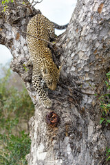 Leopard cub in the tree after hiding for a hyena in Sabi Sands Game Reserve in the greater Kruger region in South Africa                                