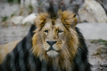 Portrait of a lion king lying on the ground.