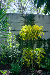 Codiaeum variegatum tree in the garden