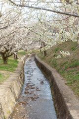 奈良【月ヶ瀬梅林】