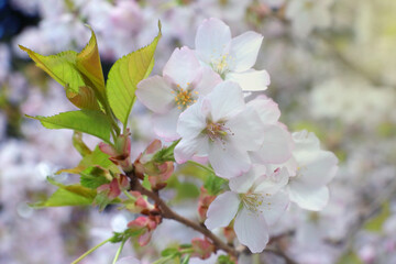 Young flowering branch of cherry or apple tree in spring.