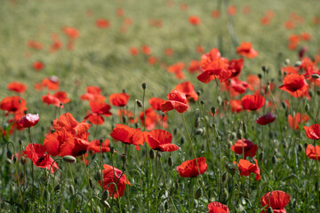 Fototapeta na wymiar Many red poppy flowers grow on the green meadow. The sun shines in summer.