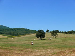 bucolica e rilassante panoramica rurale di campi di grano arati