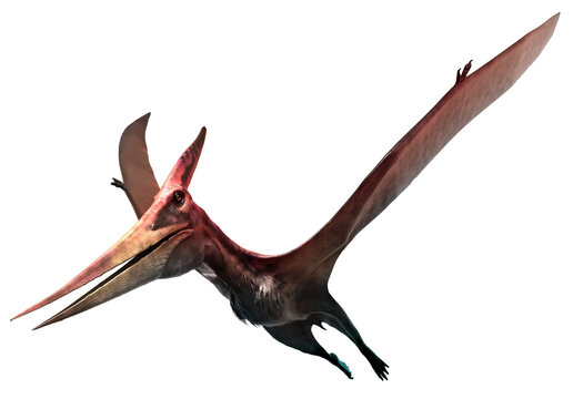 Pteranodon from the Cretaceous era 3D illustration