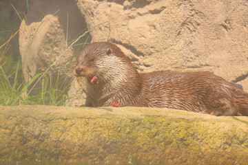 A beautiful otter on the shore of a pond. Selective focus.