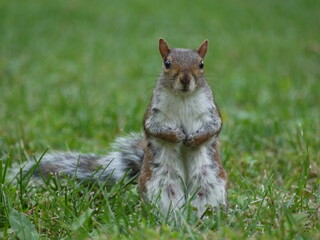 Ardila de pie oteando en césped verde