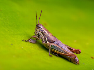 Macro photography of a brown grasshopper on a leaf, captured in a garden near the colonial town of Villa de Leyva in central Colombia.