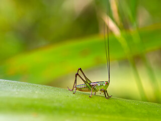 Macro photography of a green grasshopper on a leaf, captured in a garden near the colonial town of Villa de Leyva in central Colombia.