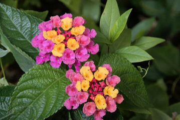 Fototapeta premium Multi Colored Lantana Flower
