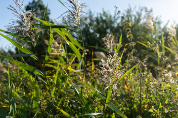 Green summer grass. Beauty nature concept