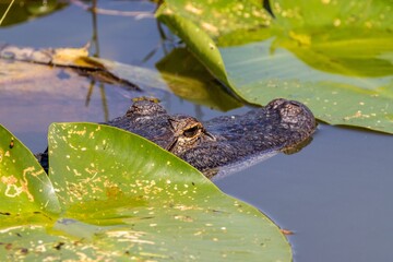 Alligator in the water among green leaves