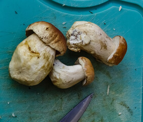 porcini