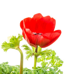Closeup of an isolated red Anemone flower blossom