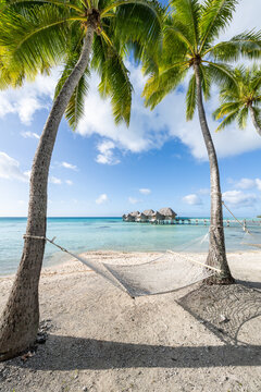 Hammock between two palm trees on the beach, French Polynesia