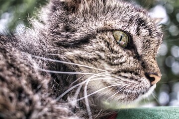 old cat resting outside after rain shower.