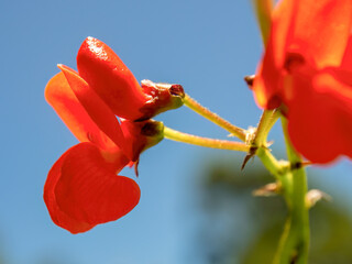 Macro photography of the red flower of a runner bean captured against the blue sky in a farm near the colonial town of Villa de Leyva in central Colombia.