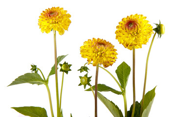 Fototapeta premium Three yellow chrysantemum, transparent background