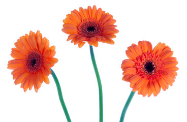 Three beautiful gerbera, transparent background