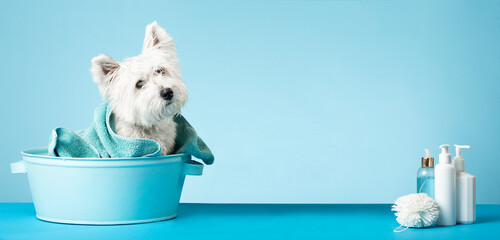 Fototapeta na wymiar Cute West Highland White Terrier after a bath. Dog in a basin wrapped in a towel. Pet care concept. Place for text