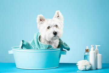 Cute West Highland White Terrier after a bath. Dog in a basin wrapped in a towel. Pet care concept....