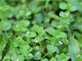 Small plants with droplets of water