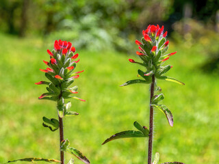Close-up photography of two scarlet Indian paintbrush flowers captured in a field near the colonial town of Villa de Leyva in the Andean mountains of Colombia.