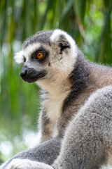 ring tailed lemur, sitting observing its environment, hairy animal, cousin of the monkey or apes