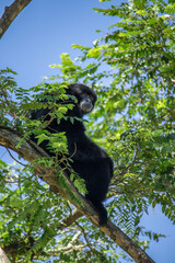 Wild Animals (Siamang sitting on a tree).