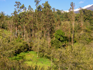 View of a forest of eucalyptus and alder trees at sunset, and the farmlands near the town of Arcabuco in central Colombia.