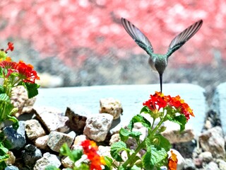 Kolibri auf Ast
