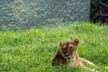 Panthera leo, lioness sitting on the grass resting, guadalajara zoo, mexico