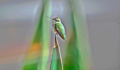 Kolibri auf Ast