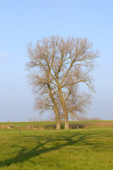 Fototapeta na wymiar Rural landscape in Flemish Ardennes blue sky and tree