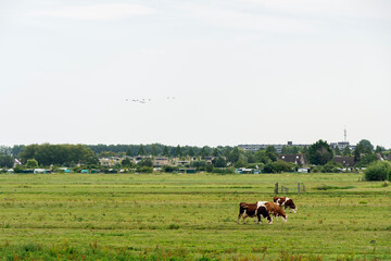 cows grazing in a field