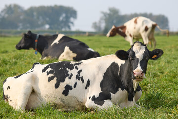 Group of black white cows in meadow