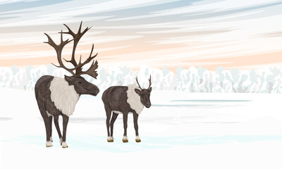 Male and female of caribou reindeer walking in the snow. Reindeer in the Arctic in winter. Realistic vector landscape