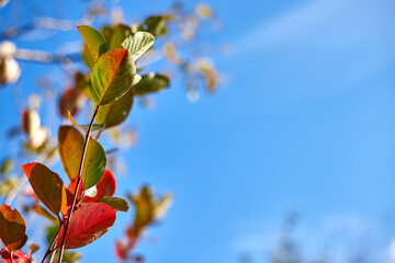 Colorful autumn tree tops in fall forest with blue sky. Selective focus.