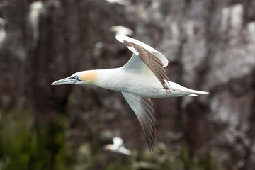 Bass Rock island, colony of northern gannets, Scotland